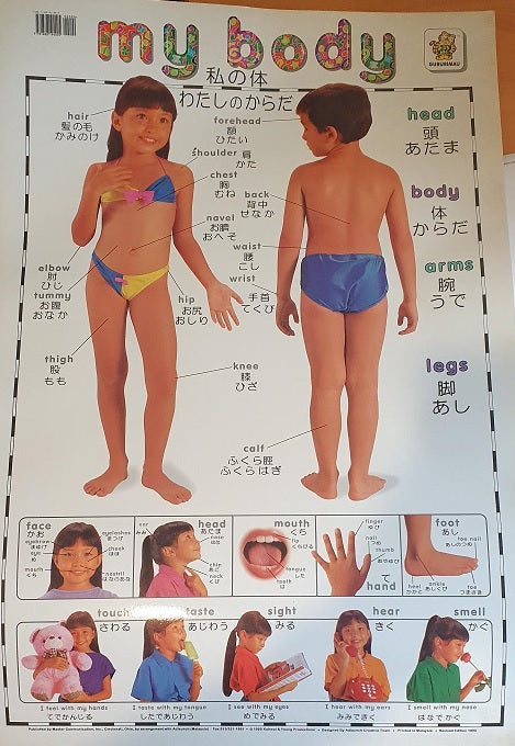 My Body Wall Chart